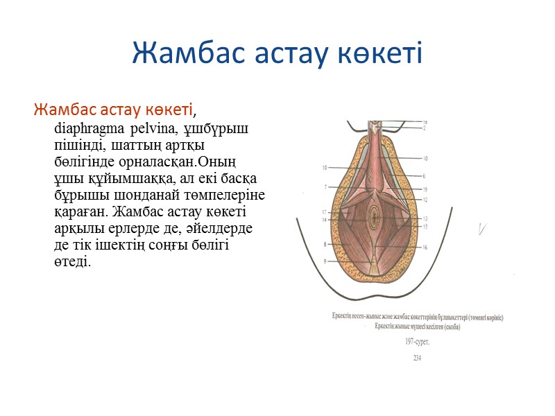 Жамбас астау көкеті Жамбас астау көкеті, diaphragma pelvina, ұшбүрыш пішінді, шаттың артқы бөлігінде орналасқан.Оның